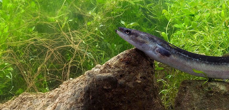 European Eel (Anguilla anguilla)