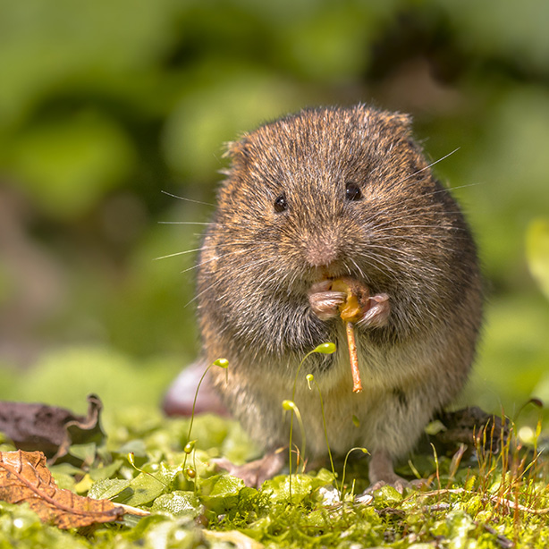 Field vole_614x614