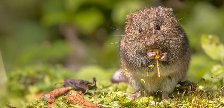 Field Vole (Microtus agrestis)