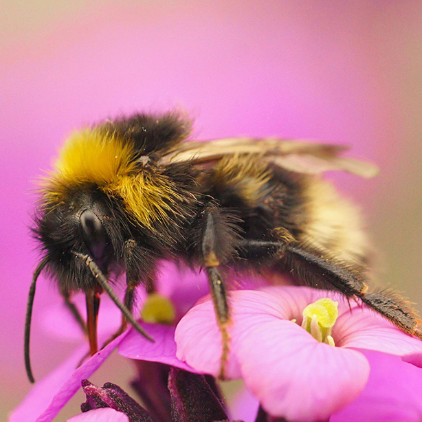 Forest Cuckoo Bumblebee_614x614