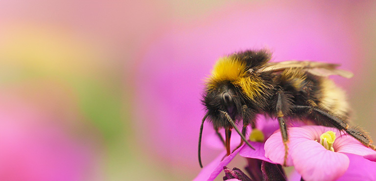 Forest Cuckoo Bumblebee (Bombus sylvestris)