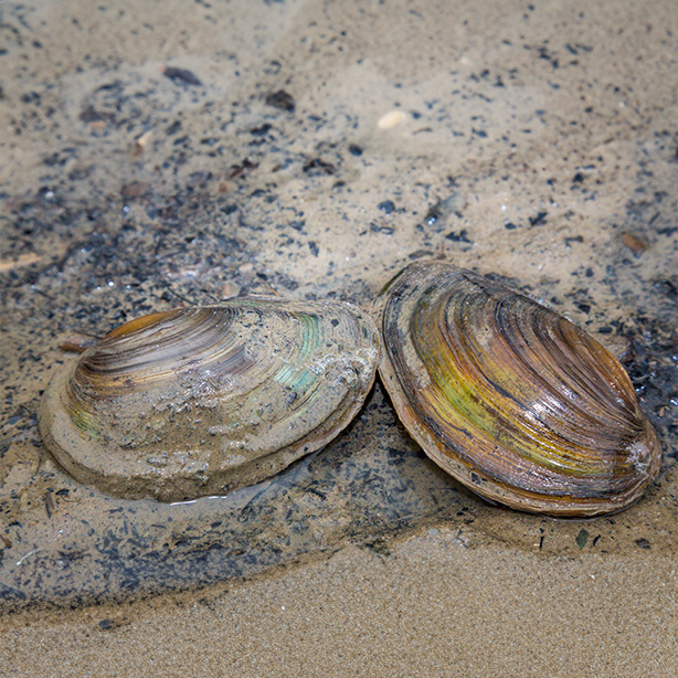 Freshwater pearl mussel_614x614