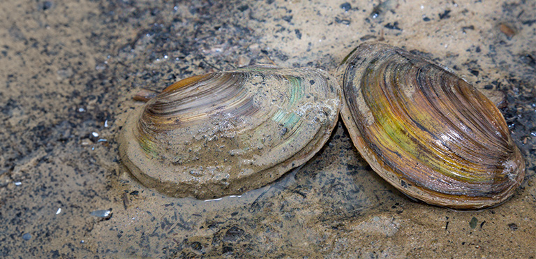 Freshwater Pearl Mussel (Margaritifera margaritifera)