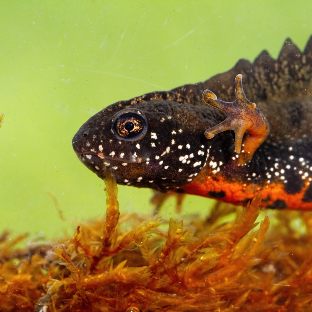 Great Crested Newt Feature Image