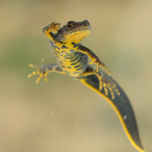 Great Crested Newt