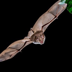 Greater horseshoe bat