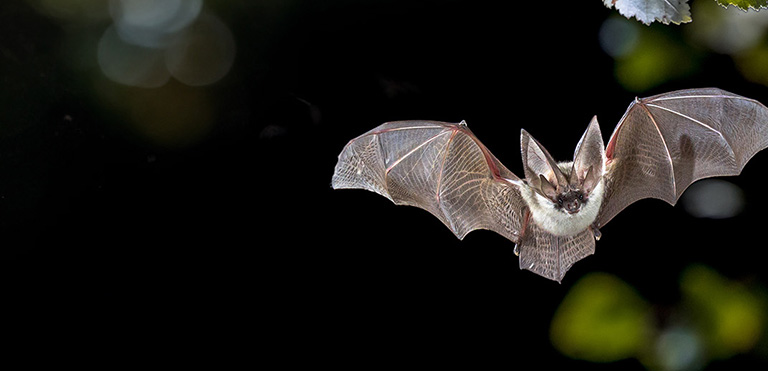 Grey Long-eared Bat (Plecotus austriacus)