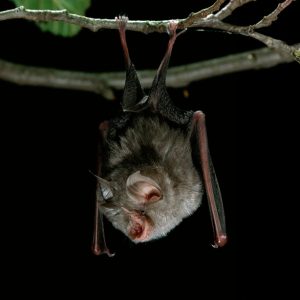 Lesser horseshoe bat