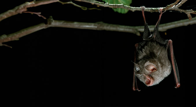 Lesser Horseshoe Bat (Rhinolophus hipposideros)