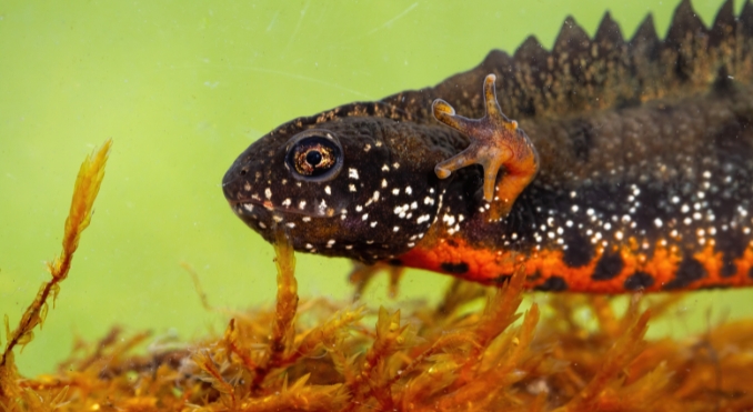 Great Crested Newt (Triturus cristatus)