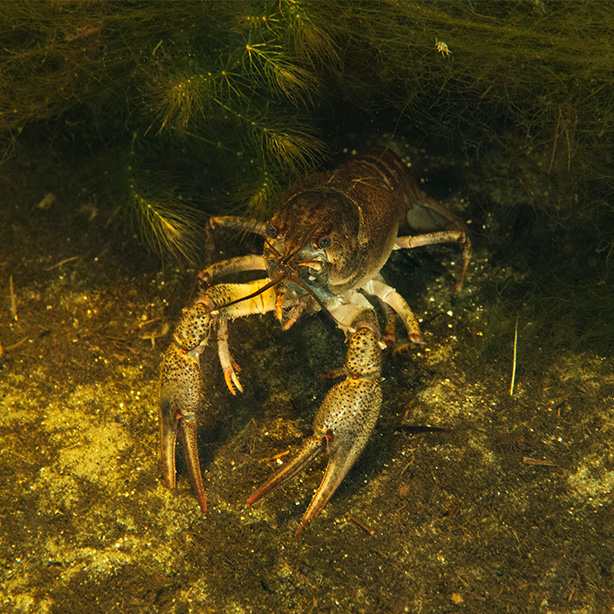 Narrow-clawed crayfish_Wild Wonders of Europe Lundgrennaturepl_614x614