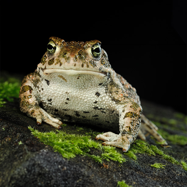 Natterjack toad_Solvin Zankl_NPL_614x614