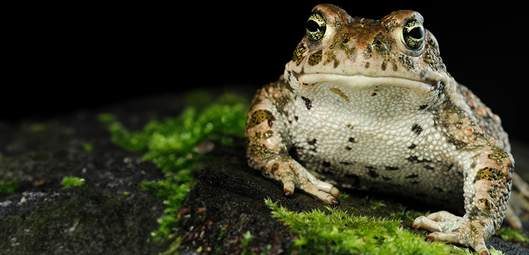 Natterjack Toad (Epidalea calamita)