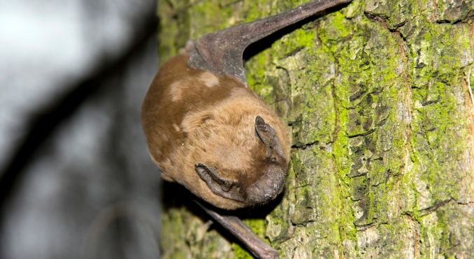 Noctule Bat (Nyctalus noctula)