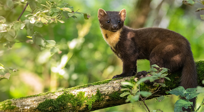 European Pine Marten (Martes martes)