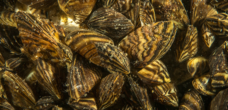 Quagga Mussel (Dreissena bugensis)