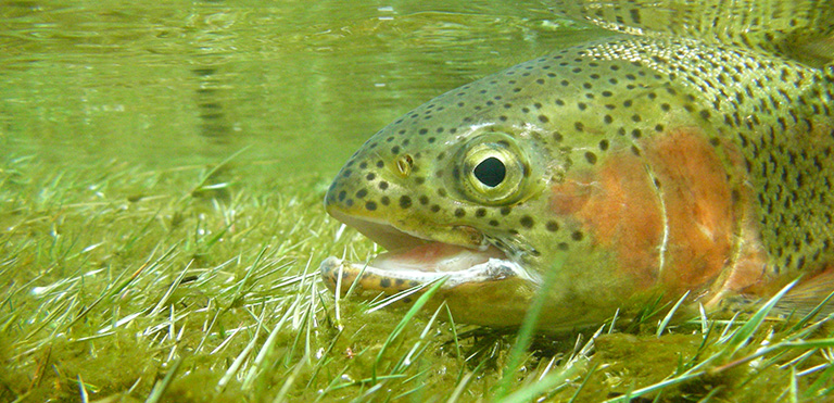 Rainbow Trout (Oncorhynchus mykiss)