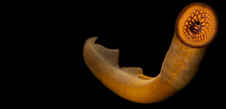 Sea Lamprey (Petromyzon marinus)