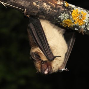 Serotine bat