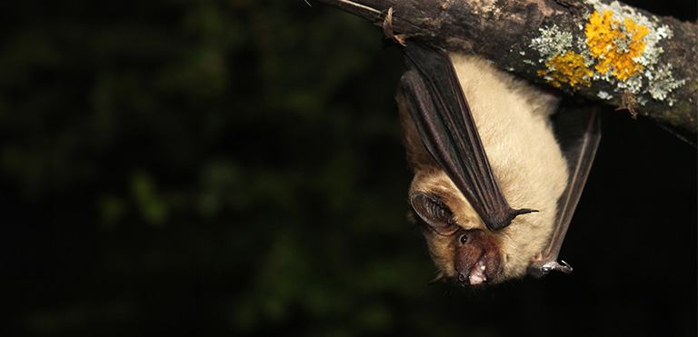 Serotine Bat (Eptesicus serotinus)