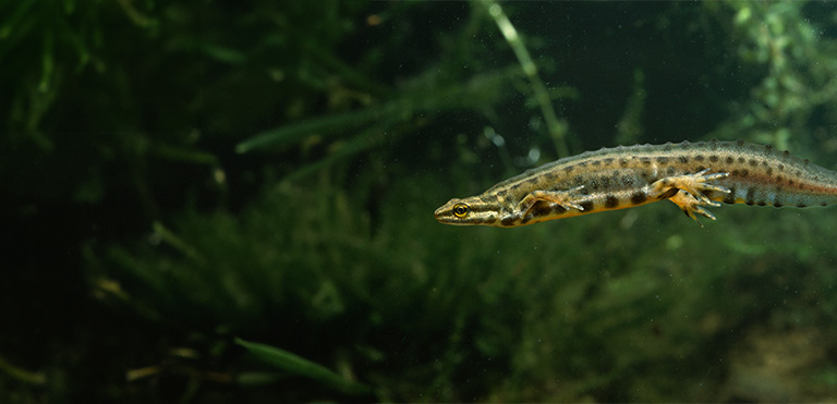 Smooth Newt (Lissotriton vulgaris)