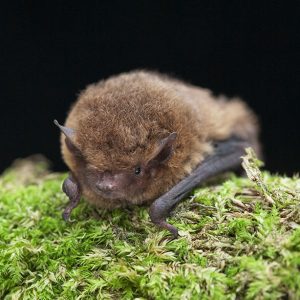 Soprano pipistrelle