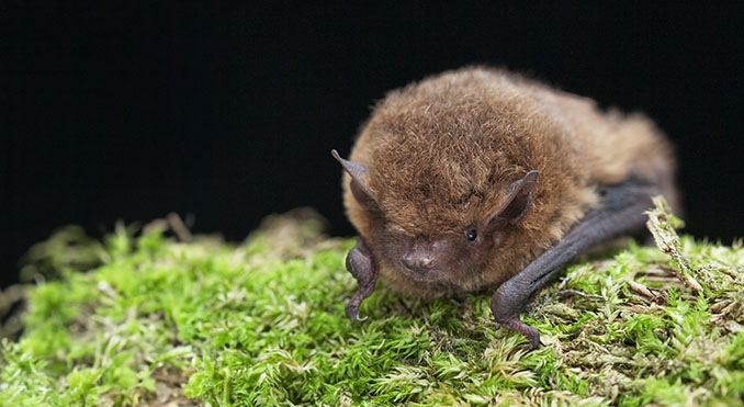 Soprano Pipistrelle (Pipistrellus pygmaeus)