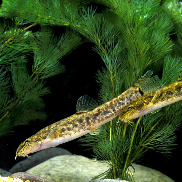 Spined loach_614x614