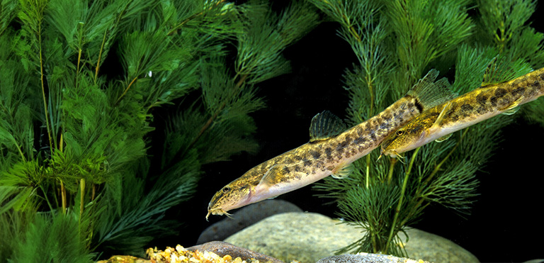 Spined Loach (Cobitis taenia)