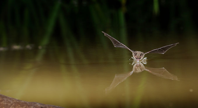 Whiskered Bat (Myotis mystacinus)