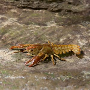 White-clawed Crayfish