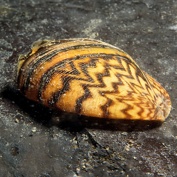 Zebra Mussel_1920x560