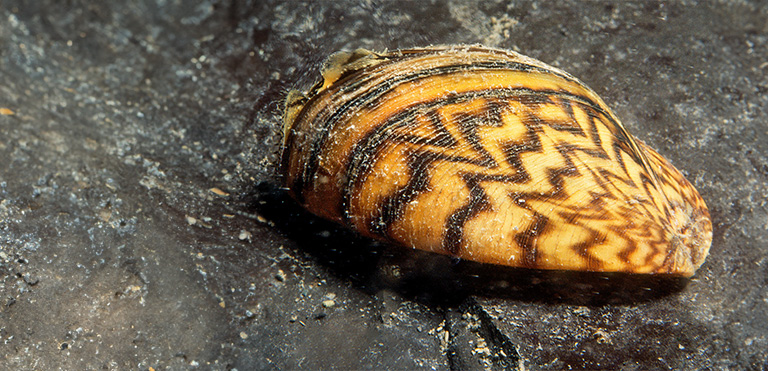 Zebra Mussel (Dreissena polymorpha)