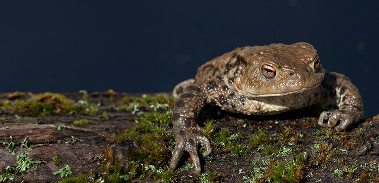 Common Toad (Bufo bufo)